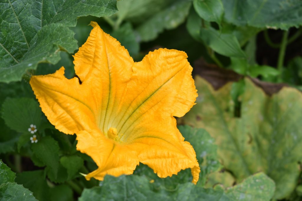 Fiori eduli. Coltivazione, conservazione e utilizzo in cucina - Gambero  Rosso